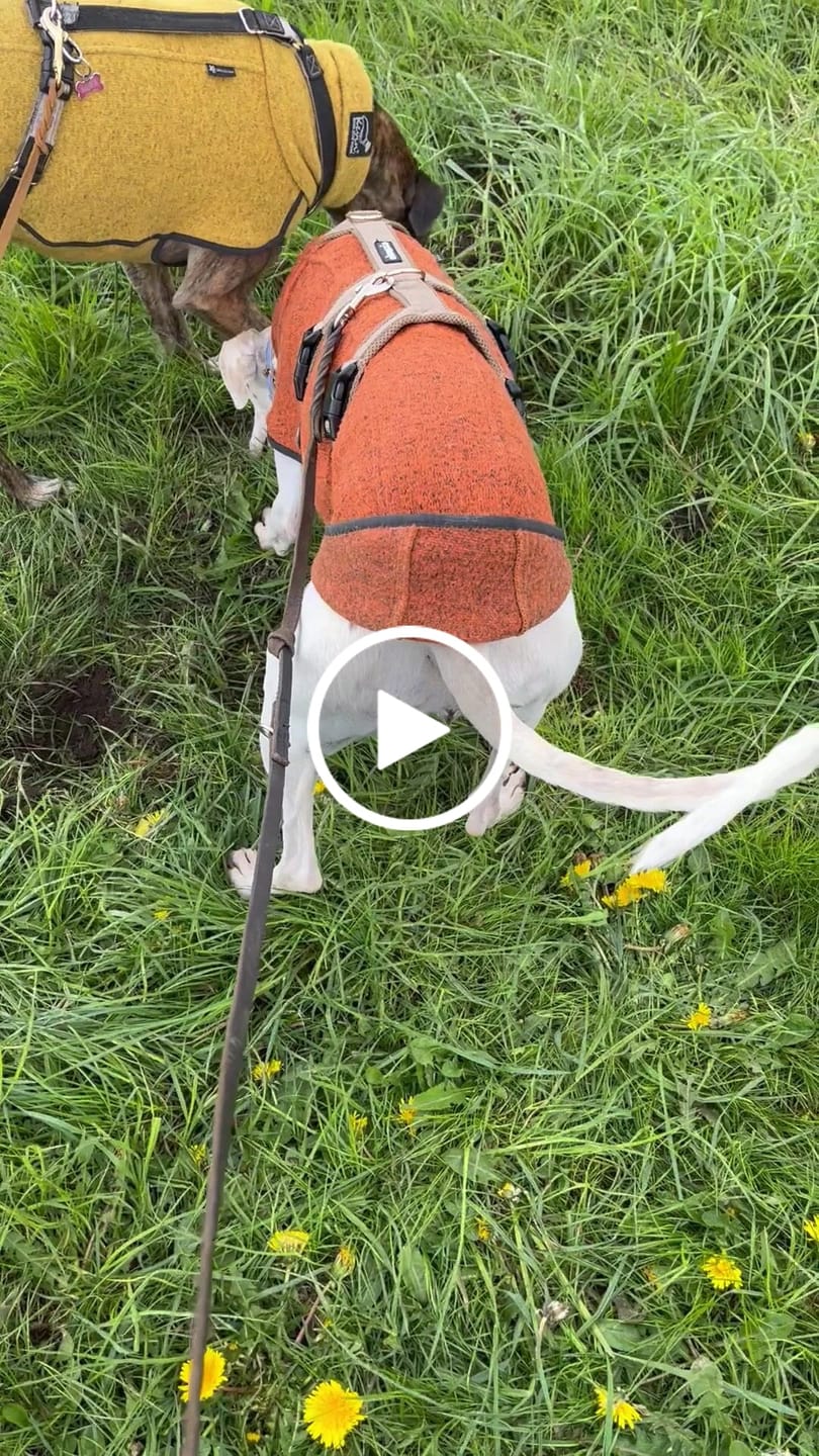 Customer video review of Sicherheitsgeschirr FUN "Golden Sand"