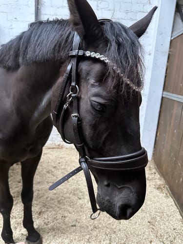 Customer photo review of Harmony Bridle - anatomische gebisslose Trense mit Crystal Stirnband
