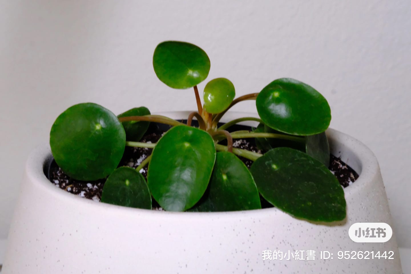 Customer photo review of Pilea peperomioides