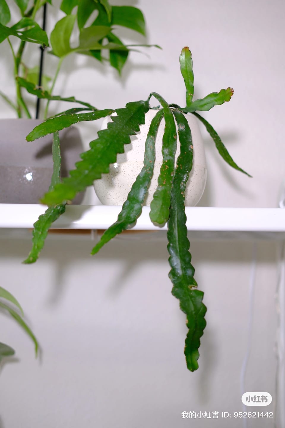 Customer photo review of Cactus Selenicereus anthonyanus "Ric-Rac"