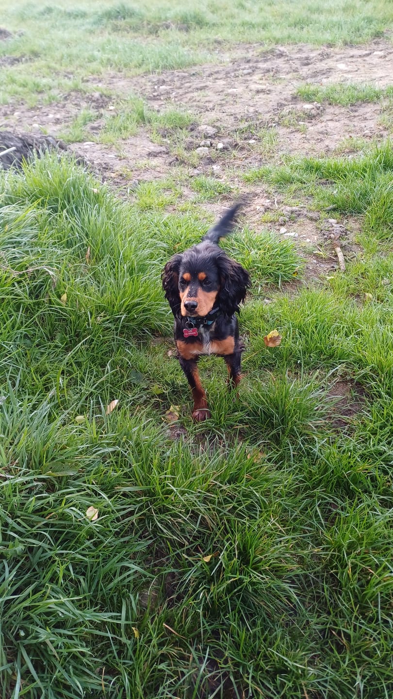 Customer photo review of GPS Dog Fence System F8