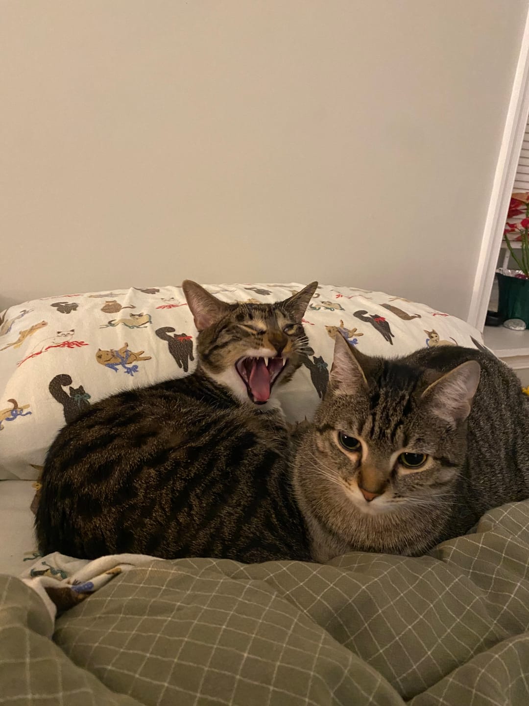 Customer photo review of RYERCAT Dual Sided Cat Toothbrush