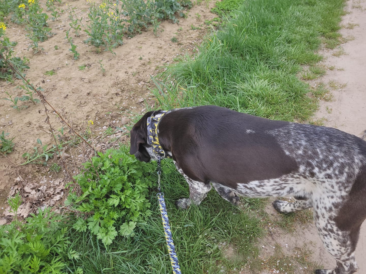 Customer photo review of 1.4m Swivel Combat Leash | Neoprene Lined, Secure Rated Clip with Soft Handle - CAMO Lightning