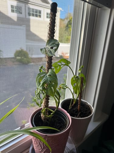 Customer photo of The Original Bendable Coir Pole™ - Best Seller (Tape Included) from Teresa B.