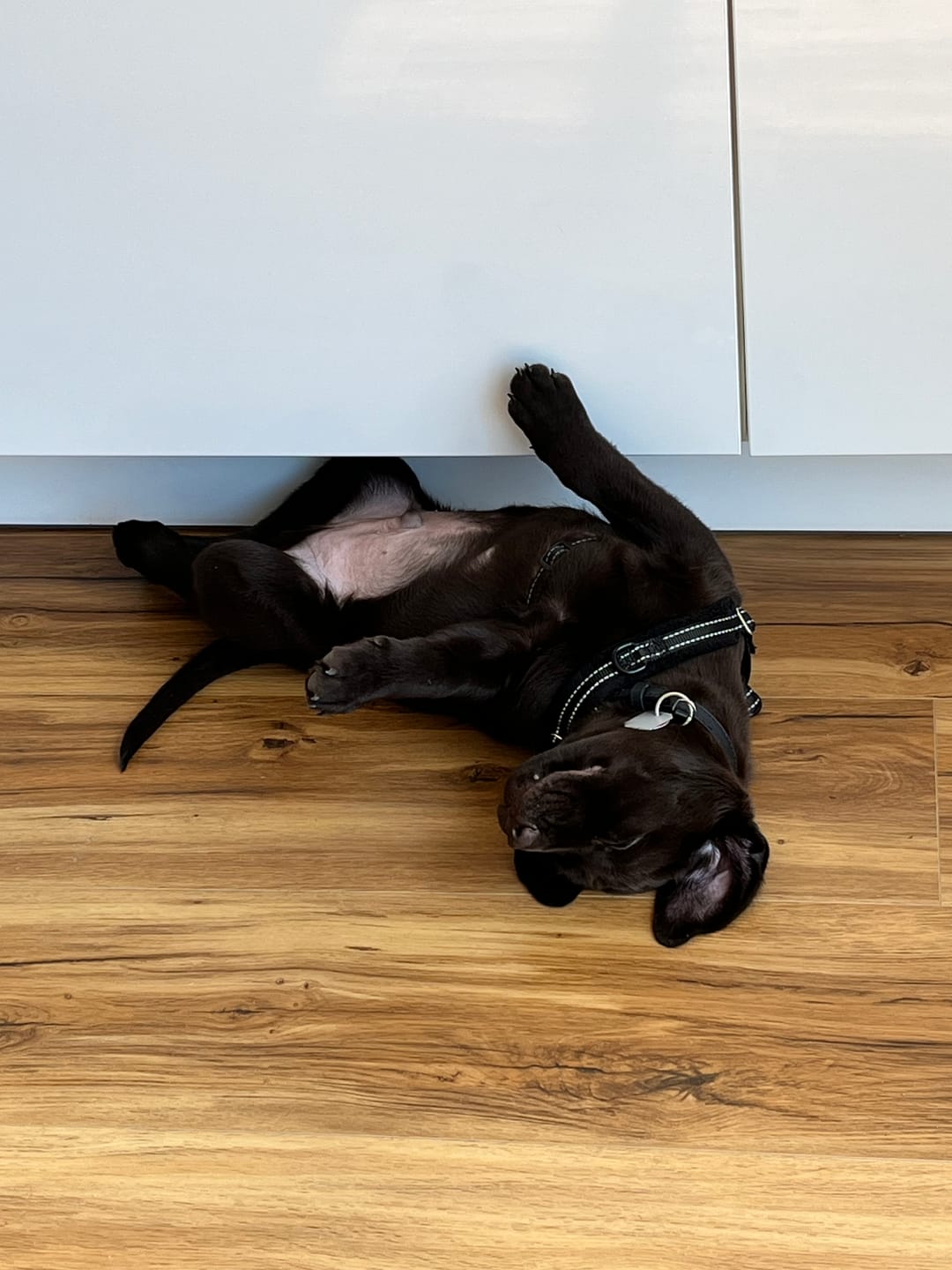Customer photo review of Hundefutter Complete +10 Superfoods