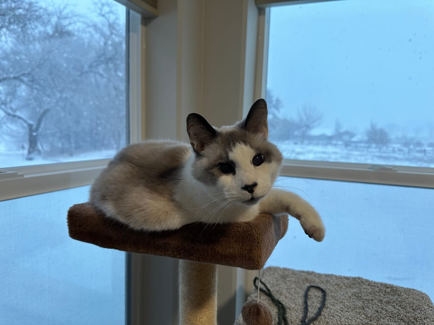 Customer photo review of Hyperthyroidism Supplement for Cats - Treats Cat Hyperthyroid, Patchy Hair Loss, and Helps Cat Weight Gain