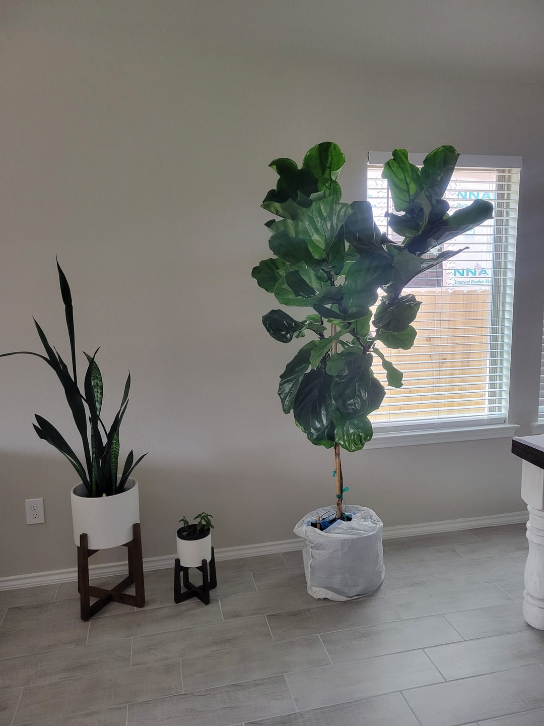 Customer photo review of Fiddle Leaf Fig (Ficus Lyrata)