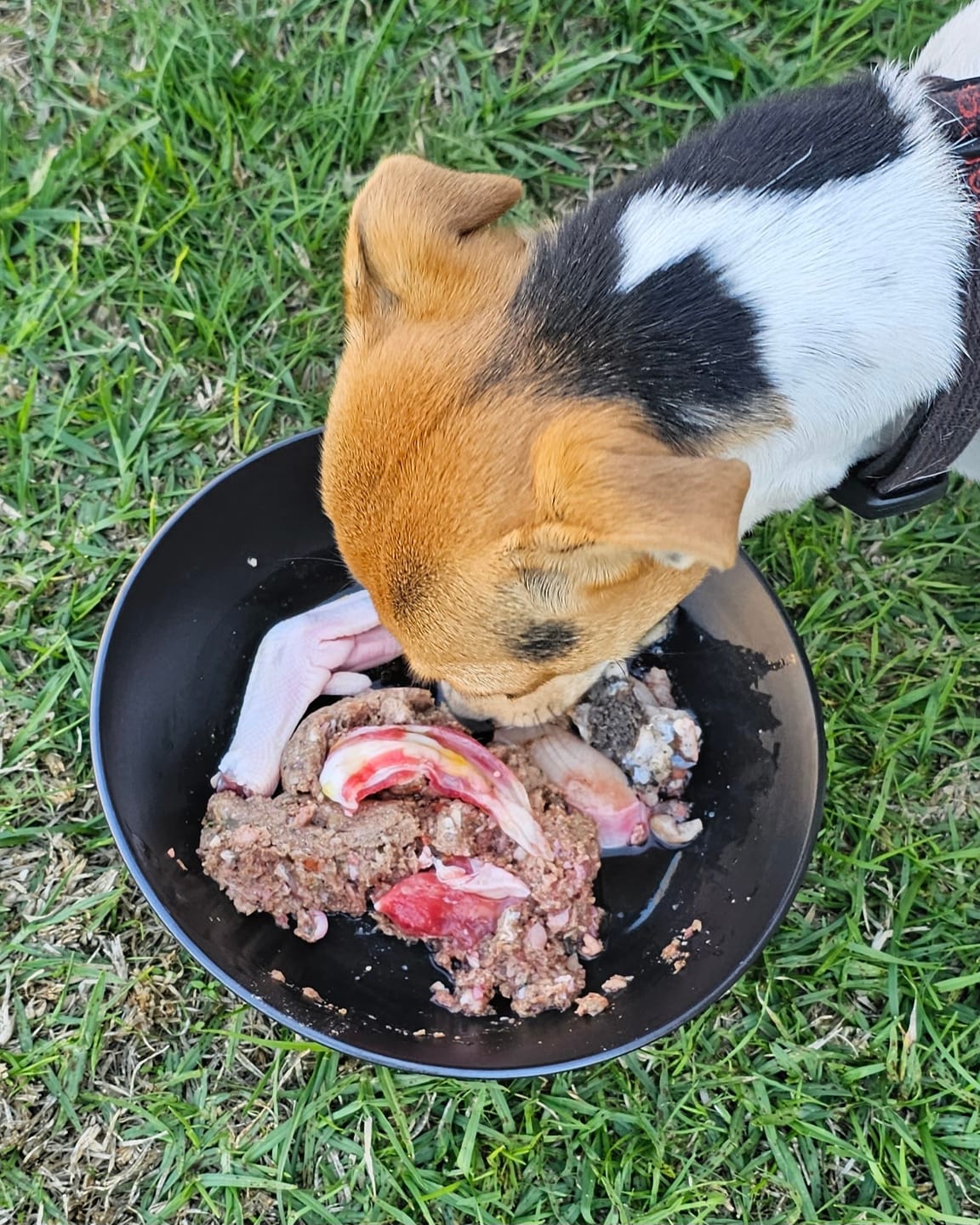Customer photo review of Primal Raw Green Tripe | Immune & Digestive Health Dogs & Cats