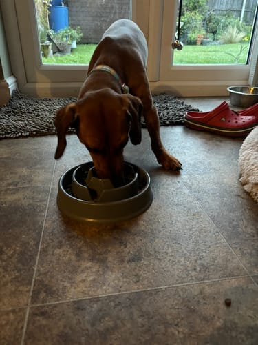 Customer photo review of Grain-Free Lamb with Sweet Potato & Mint