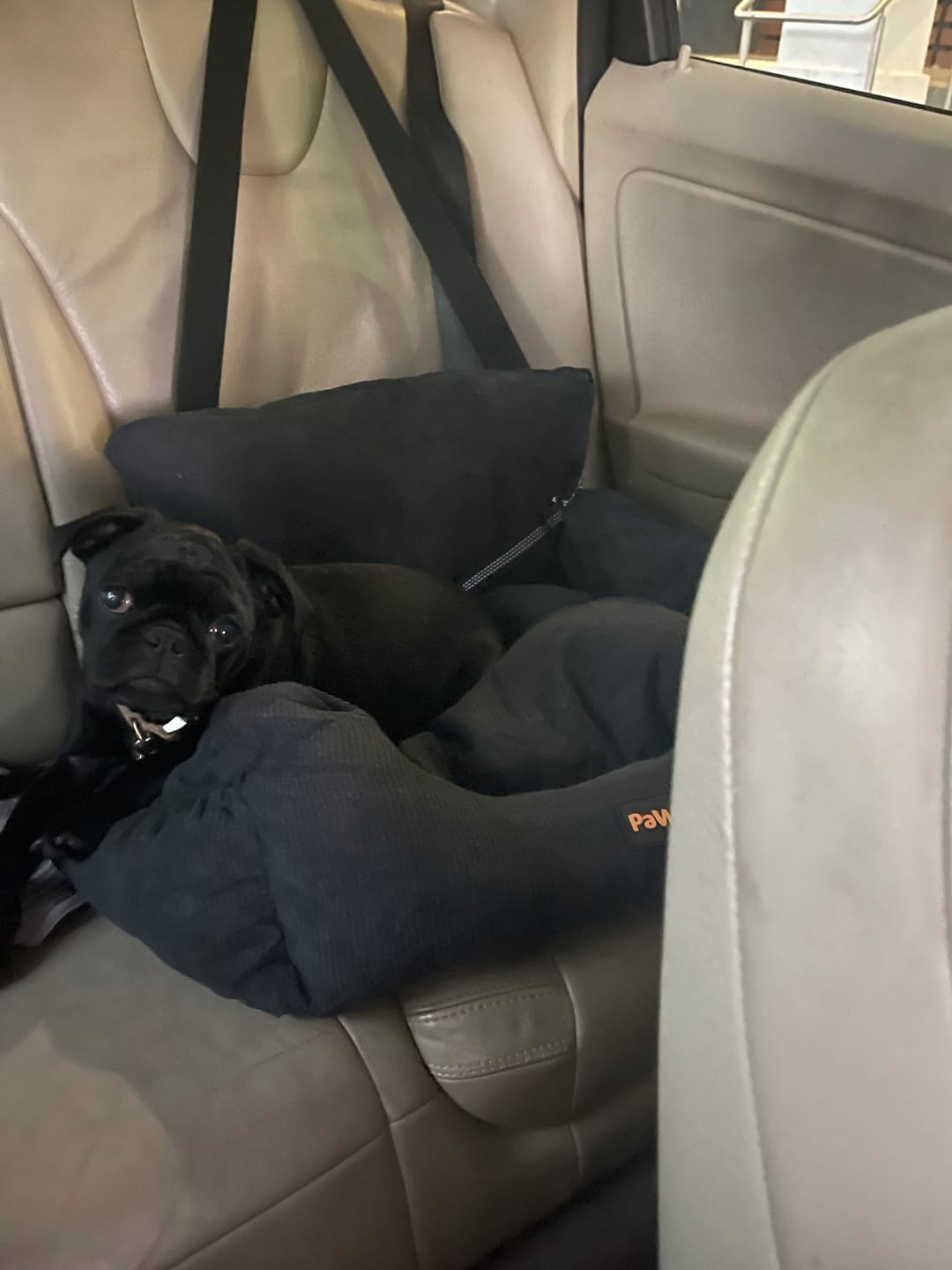 Customer photo review of PaWz Dog Car Booster Seat