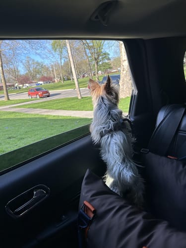 Customer photo review of Sleeping Paws Pooch Pad