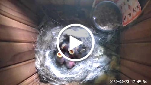ATOM Cam 2に関するお客様の動画付きレビュー