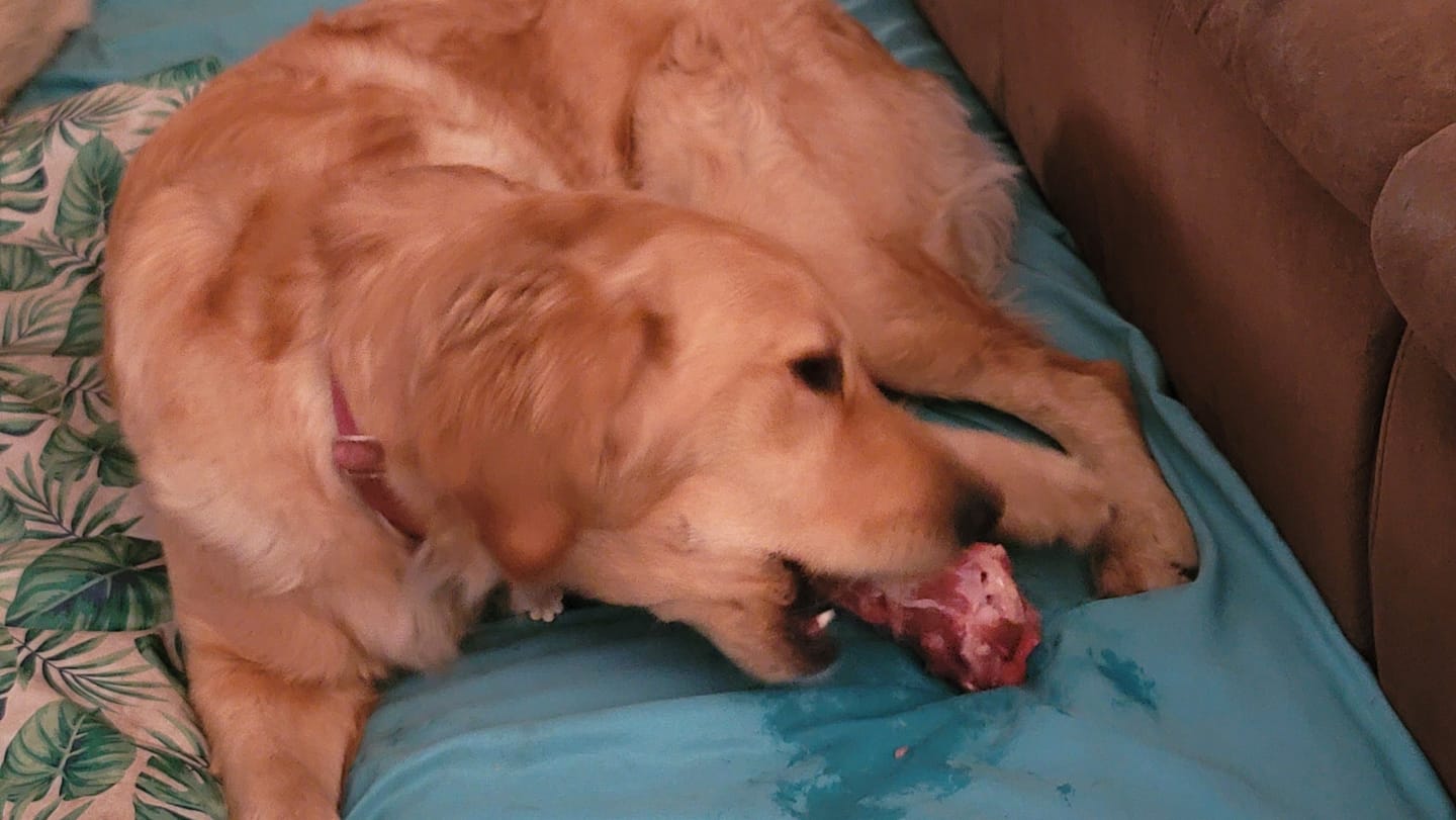 Customer photo review of Standard Lamb Necks