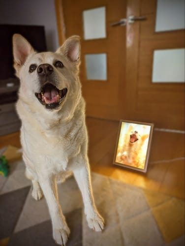 Customer photo review of Joyful Dog LED Light Up Painting Frame Artwork Table Lamp Night Light