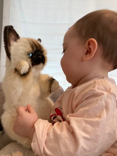 Customer photo review of Cat puppet (Ragdoll) Hansa Creation 30cm