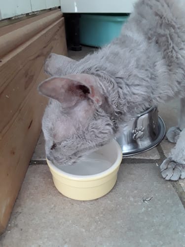 Customer photo review of Toplife Formula Cat Milk 200ml