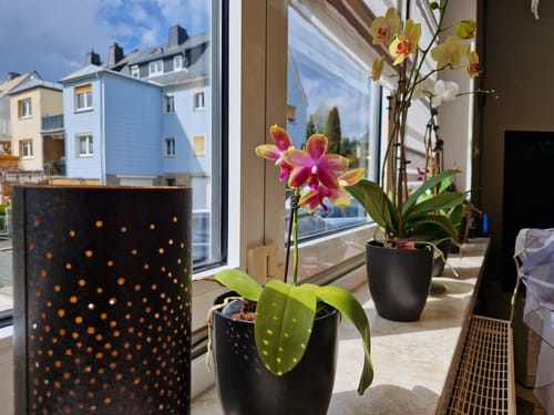 Customer photo review of Große Two of Us Modena mit gelben Blüten  und 3+ Stielen