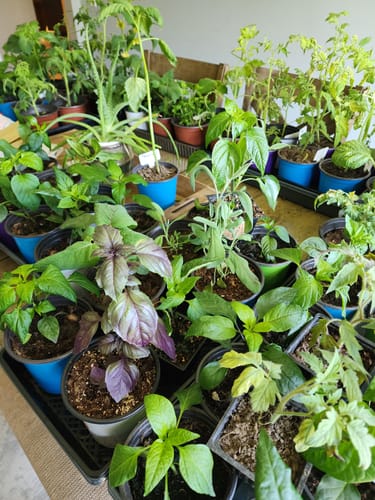 Customer photo review of Pineapple Ground Cherry