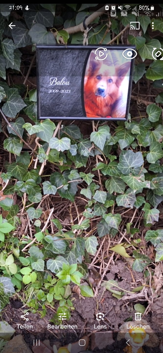 Customer photo review of Hunde Gedenktafel mit Foto & Spruch (UV- & Wetterfest)