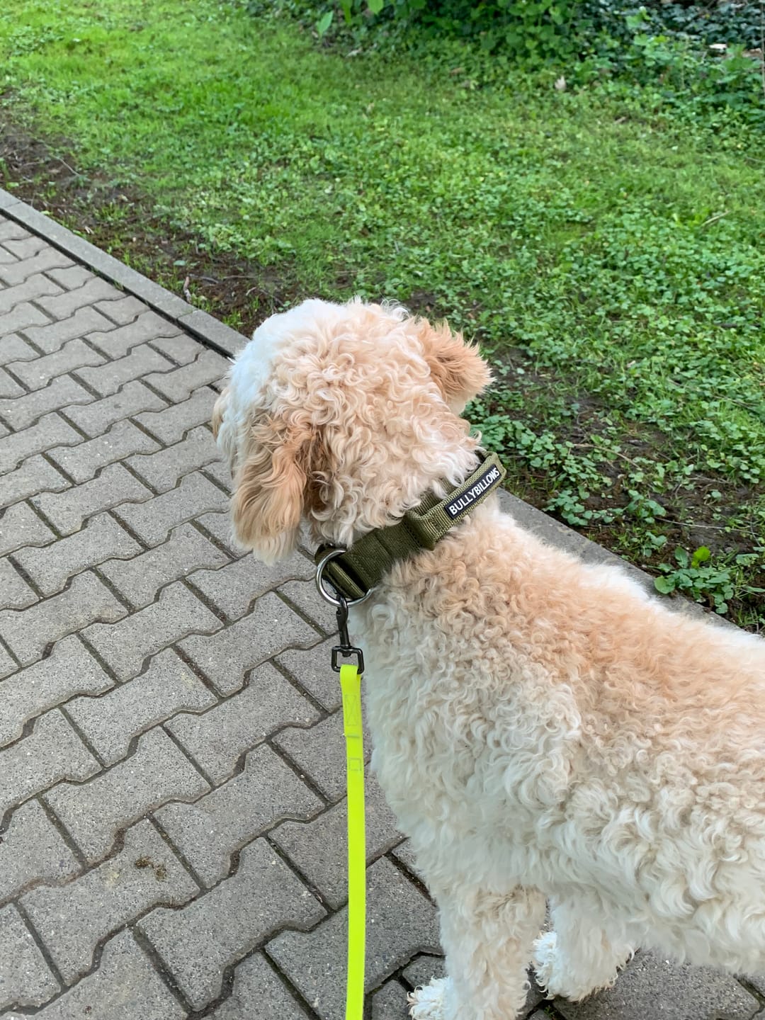 Customer photo review of 4cm Pin Buckle Collar | With Handle & Robust Hardware - Khaki