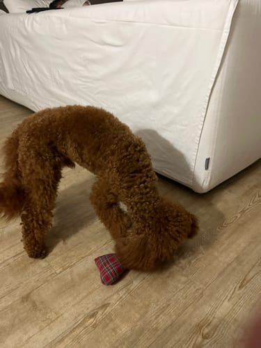 Customer photo review of Gioco Osso