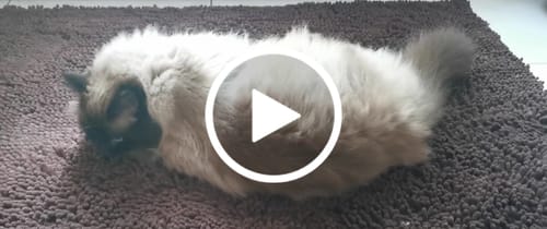 Customer video review of Premium - CleanyMat