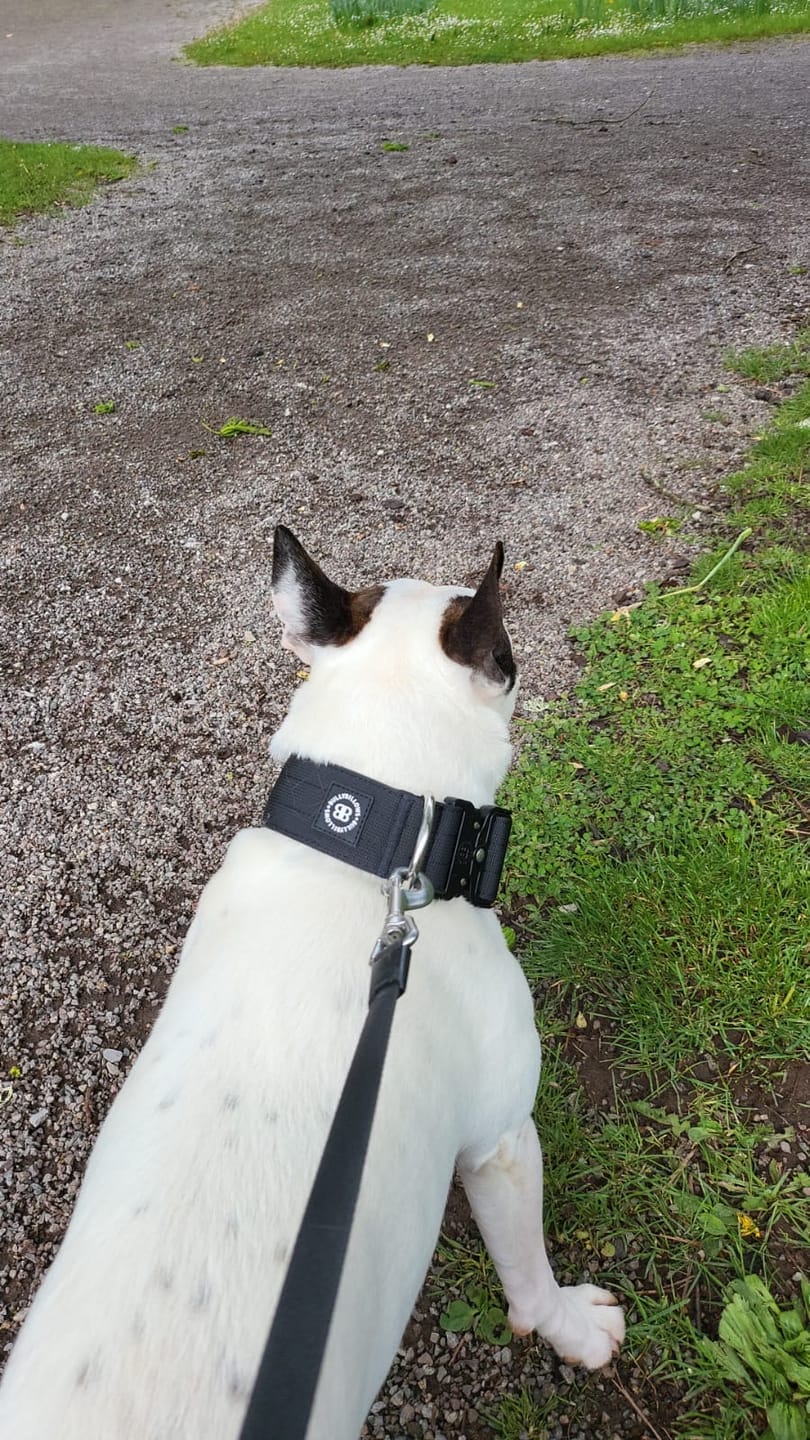 Customer photo review of 5cm Combat® Collar | Rated Clip - NO HANDLE - Black v2.0