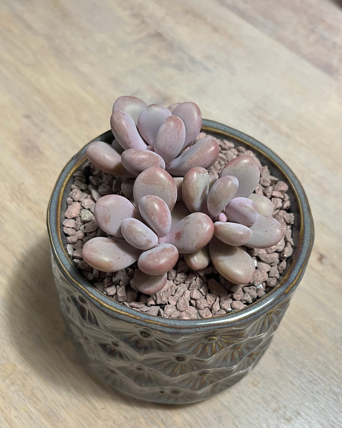 Customer photo review of Graptopetalum amethystinum - Lavender Pebbles