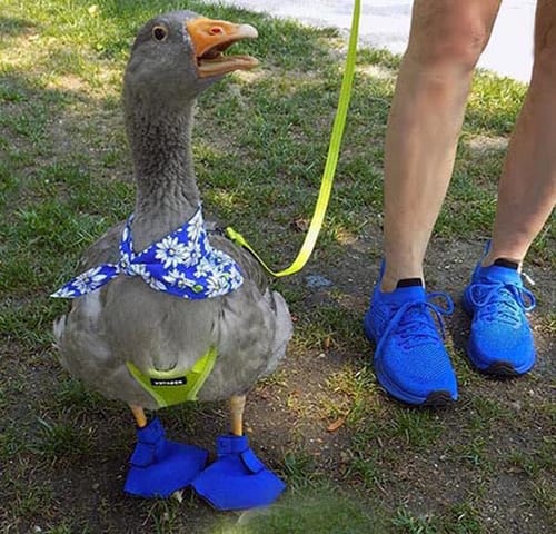 Customer photo review of FEETHIT Men Walking Tennis Shoes