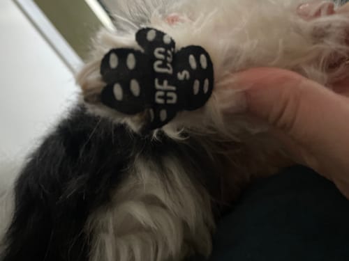 Customer photo review of Dog Paw Protector