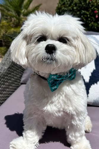 Customer photo review of Good Boy Dog Bow Tie for Dog and Cat Collar