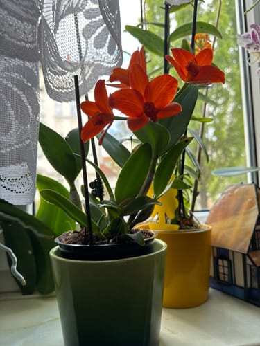Customer photo review of Cattleya Little Young Orange