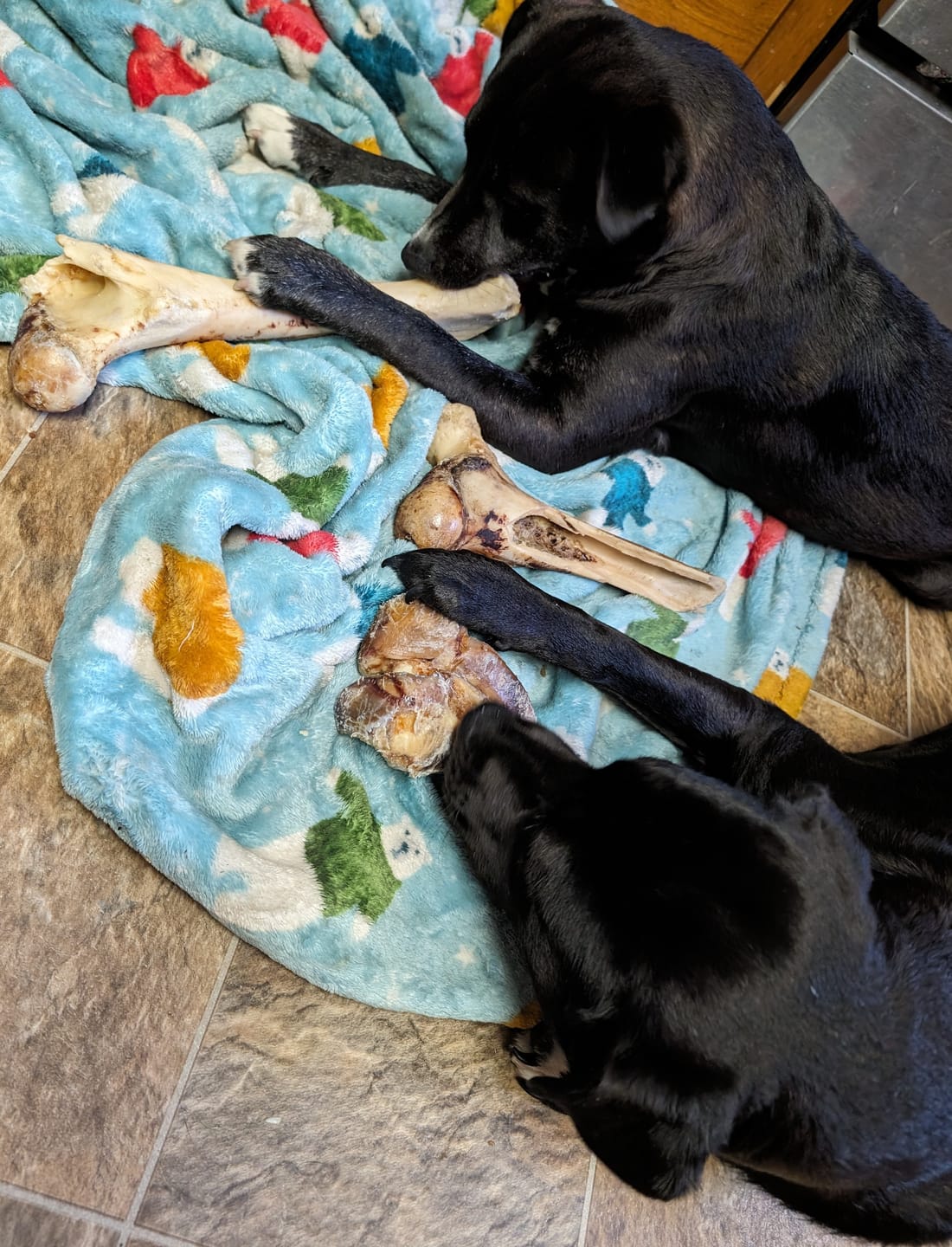 Customer photo review of Monster Femur Bone