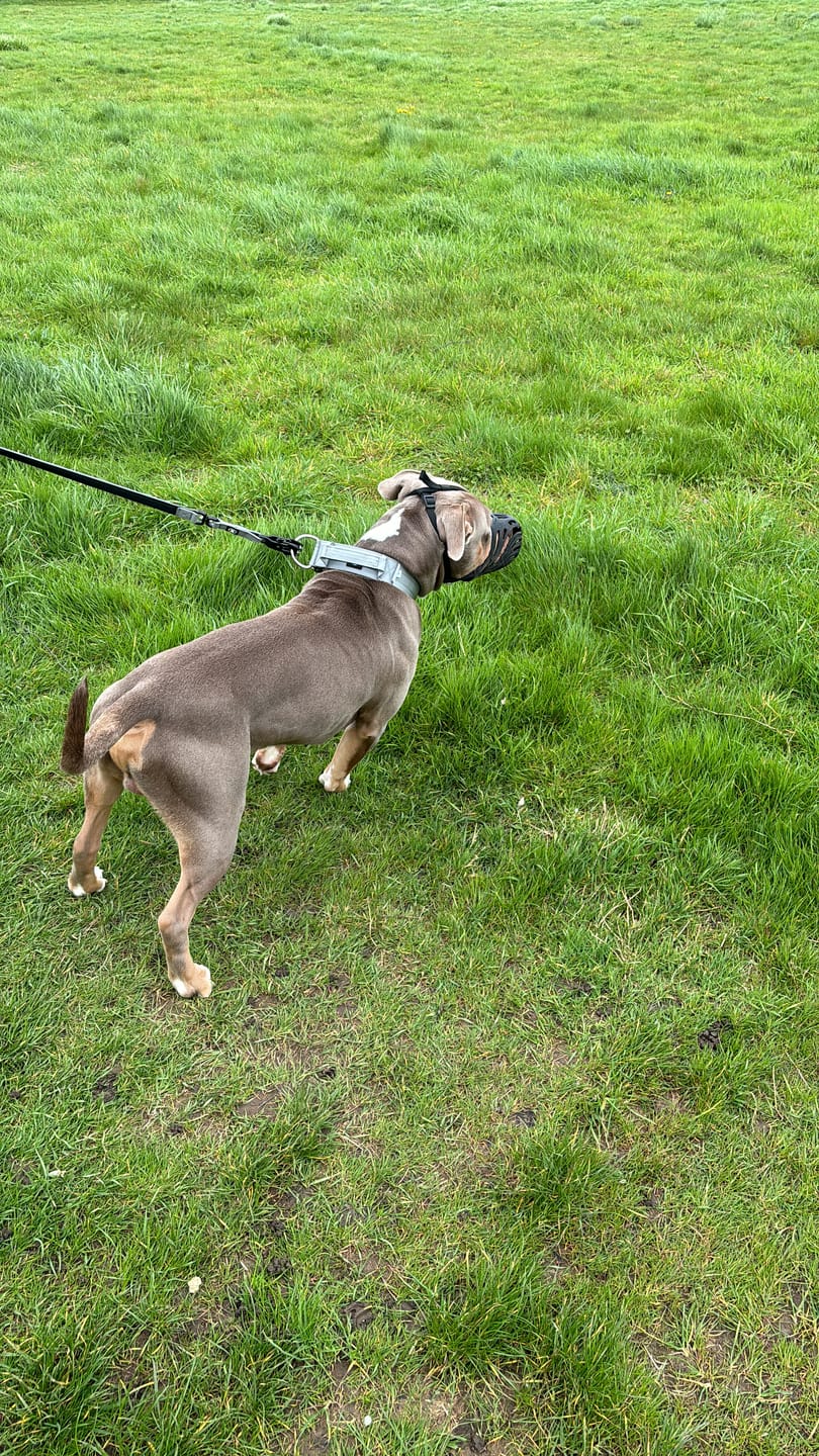 Customer photo review of 1.4m Swivel Combat Lead | Neoprene Lined, Secure Rated Clip with Soft Handle - Metal Grey
