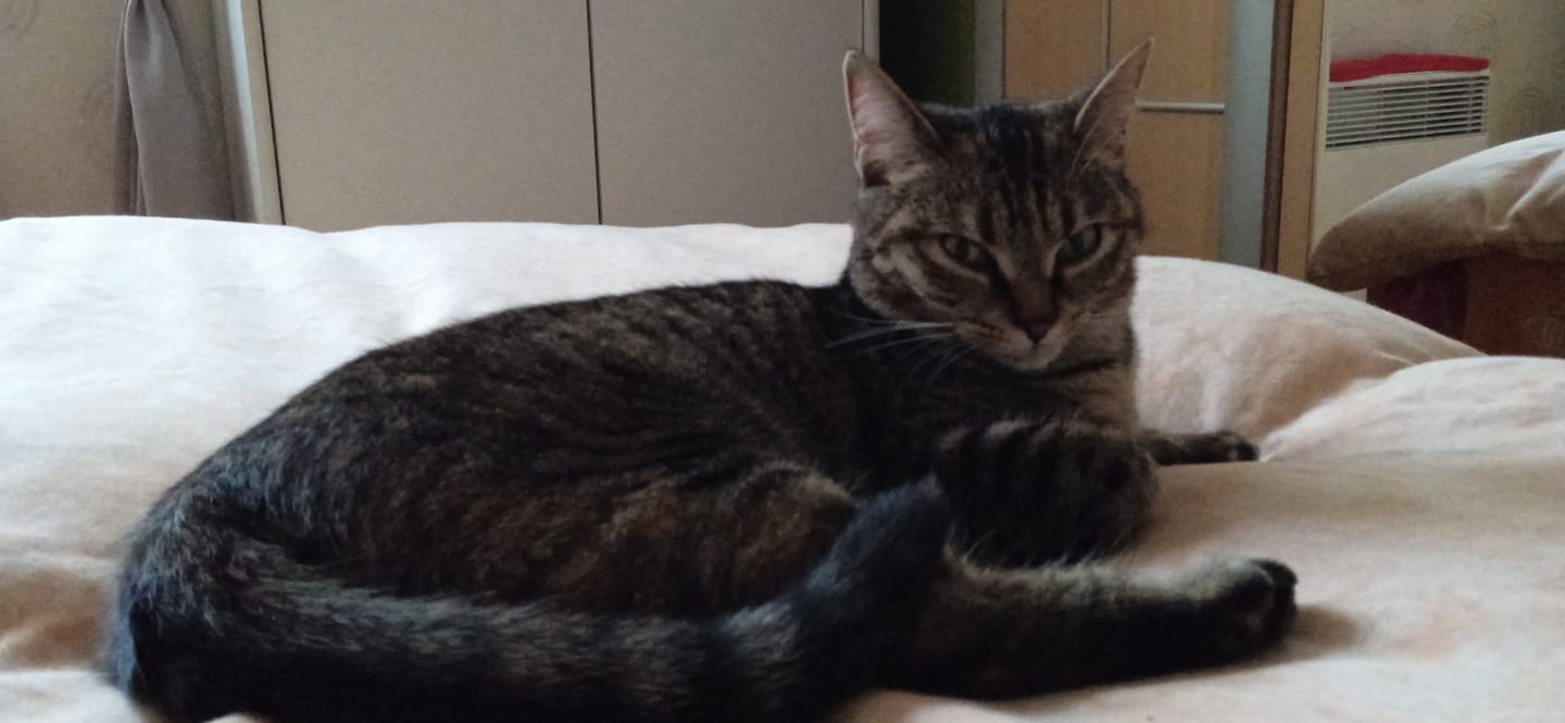 Customer photo review of Croquettes de volaille riches en ingrédients frais (chaton)