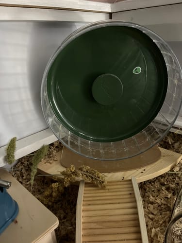 Customer photo review of Niteangel Super-Silent Hamster Exercise Wheels