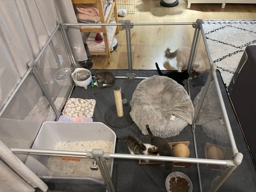 Customer photo review of Pawz Pet Playpen Transparent Acrylic Clear Folding Dog Fence Kennel