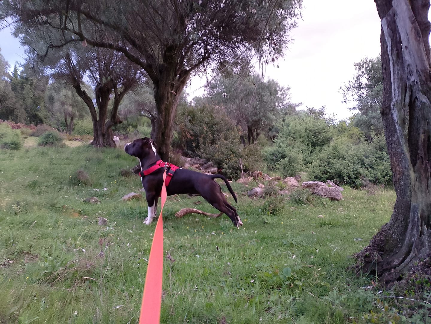 Customer photo review of TRI-Harness® | Anti-Pull, Adjustable & Durable - Dog Trainers Choice - Red v2.0