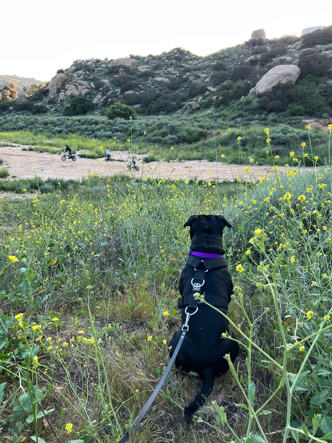 Customer photo review of TRI-Harness® | Anti-Pull, Adjustable & Durable - Dog Trainers Choice -  Black v2.0