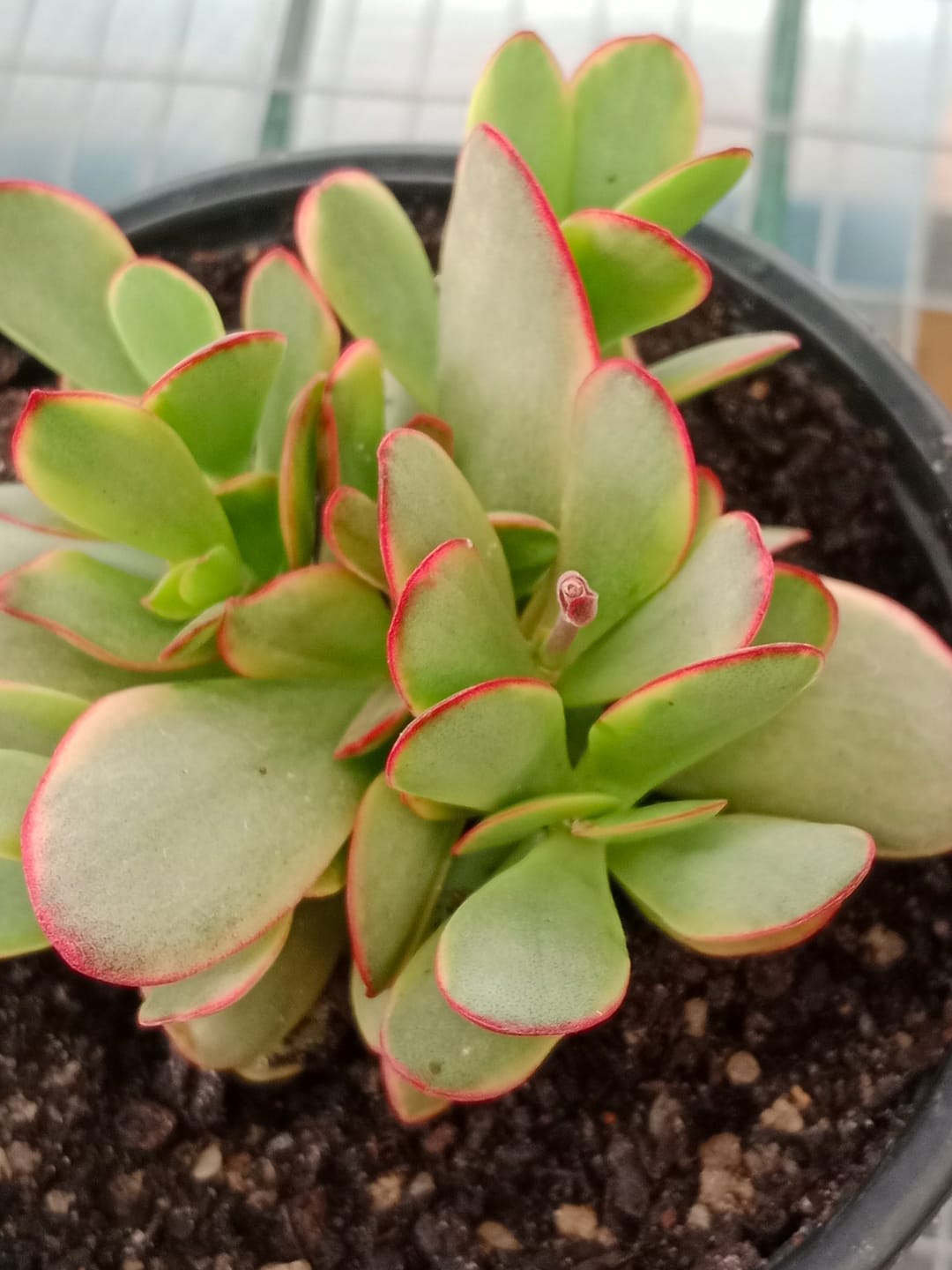 Customer photo review of Crassula Platyphylla Variagata