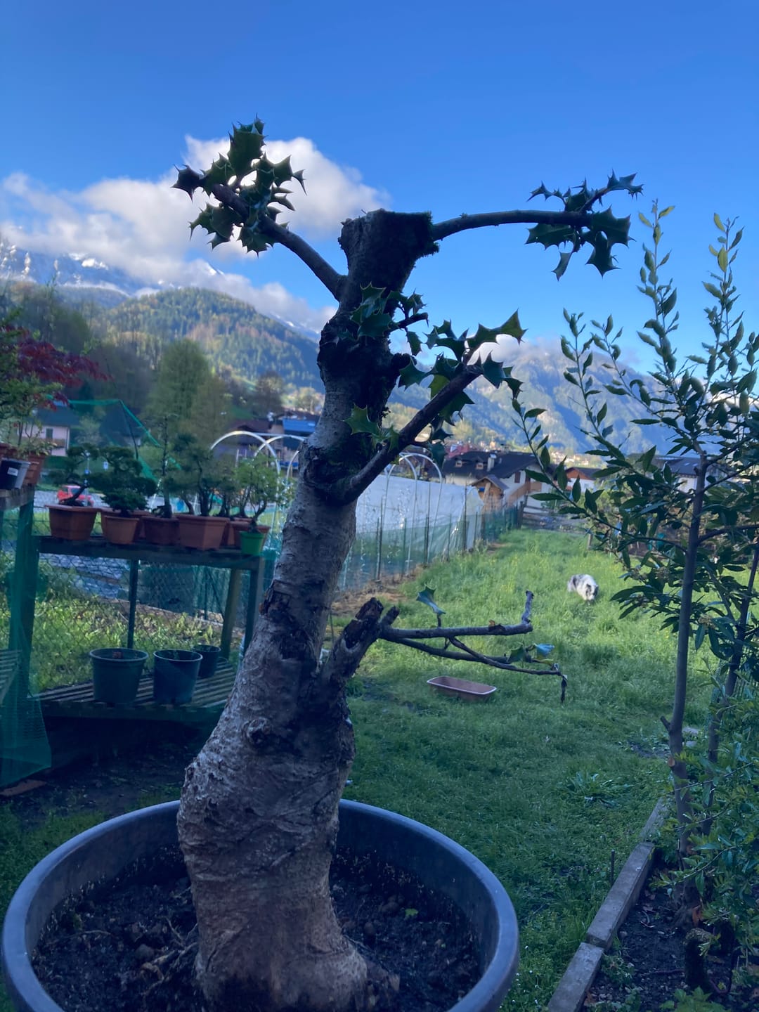 Customer photo review of NANOTEK CB® (DNA BONSAI 2.0)