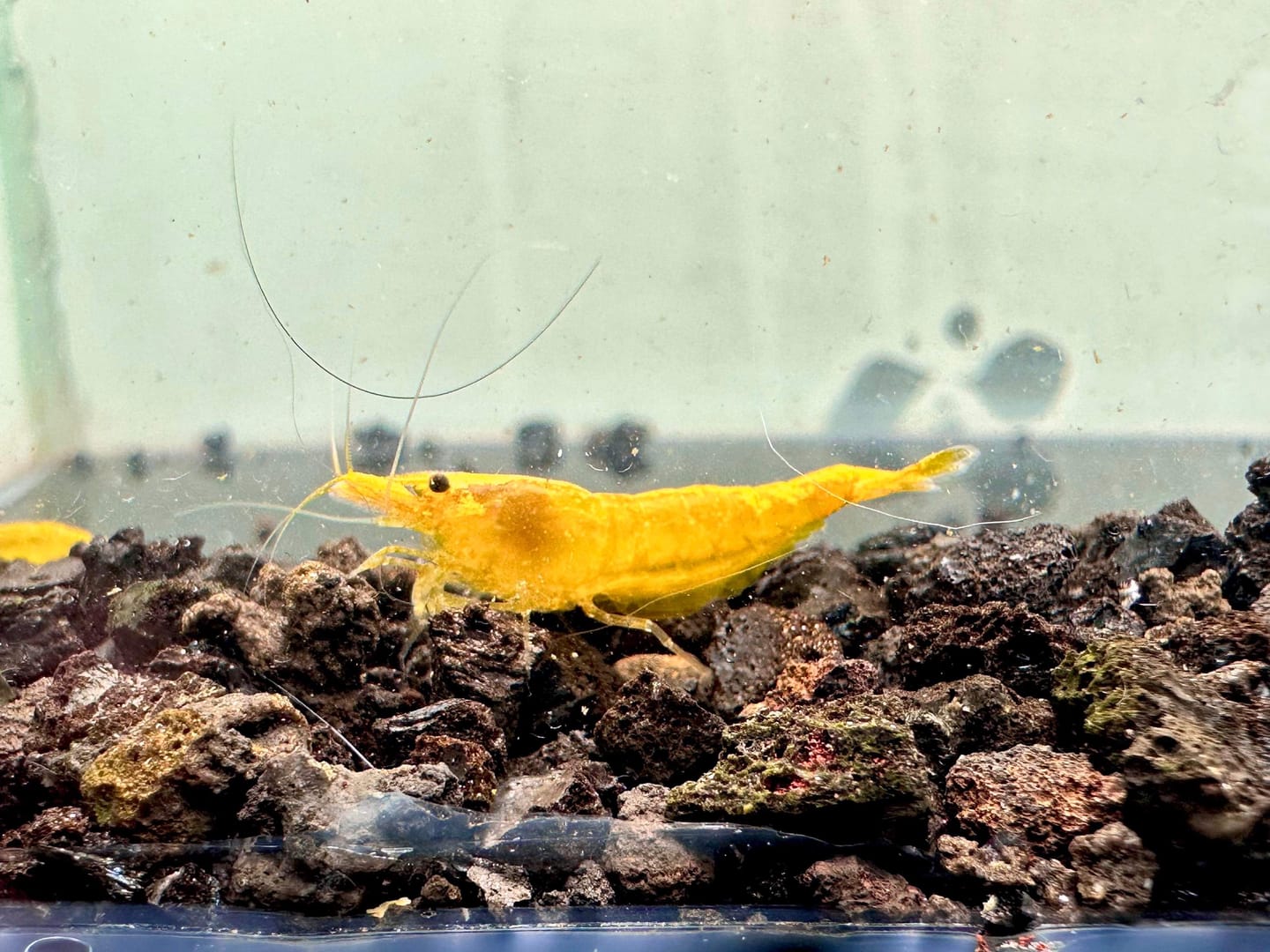 Customer photo review of Golden Neocaridina Shrimp