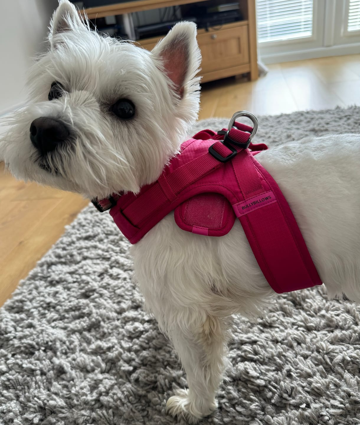 Customer photo review of Boomerang Harness - Non Restrictive, Lightweight, Small - Medium Breeds -  Carminerose