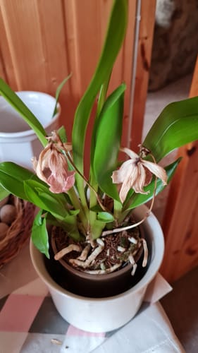Customer photo review of Cochleanthes mit rosa-weißer Blüte