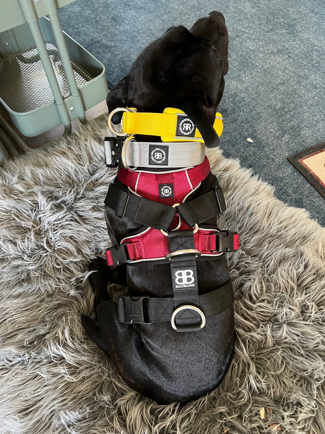 Customer photo review of 4cm Combat® Collar | Rated Clip - NO HANDLE - Metal Grey v2.0