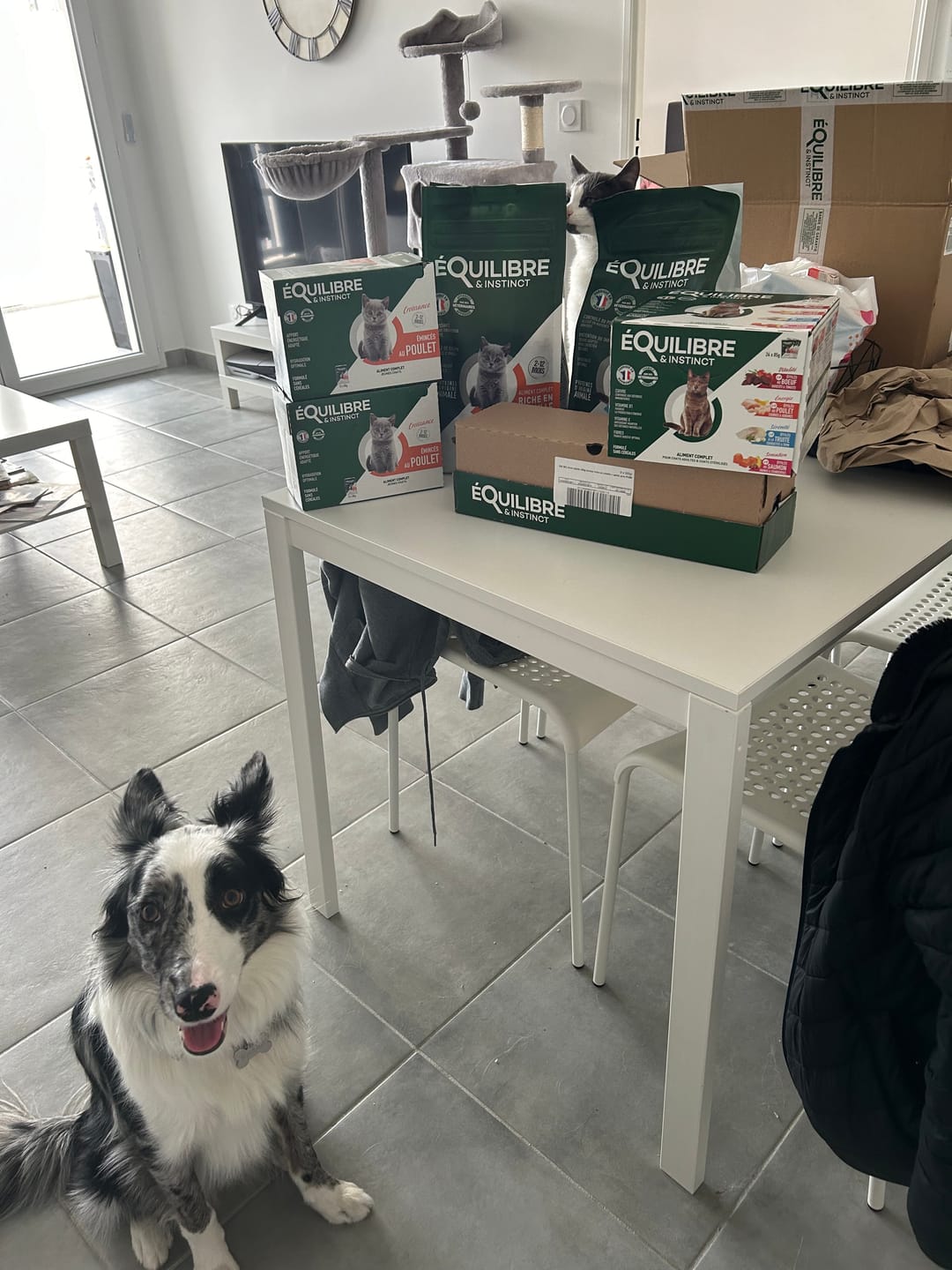 Customer photo review of Pâtées riches en saumon& aux épinards (chien adulte)