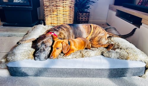 Customer photo review of Orthopaedic Memory Foam Bed
