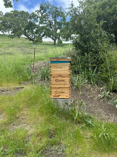 Customer photo review of BeeCastle Hives 10 Frame Wax Coat Complete Beehive Kit:2 Designed Deep Bee Boxes and 1 Super Medium Box,Includes Premium Wooden Frames and Beeswax-Plastic Foundation