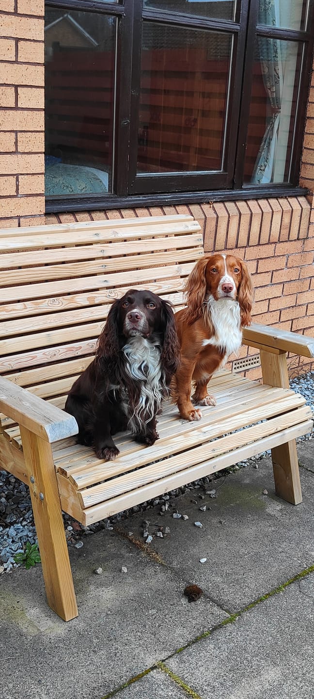 Customer photo review of British Venison Dry Food