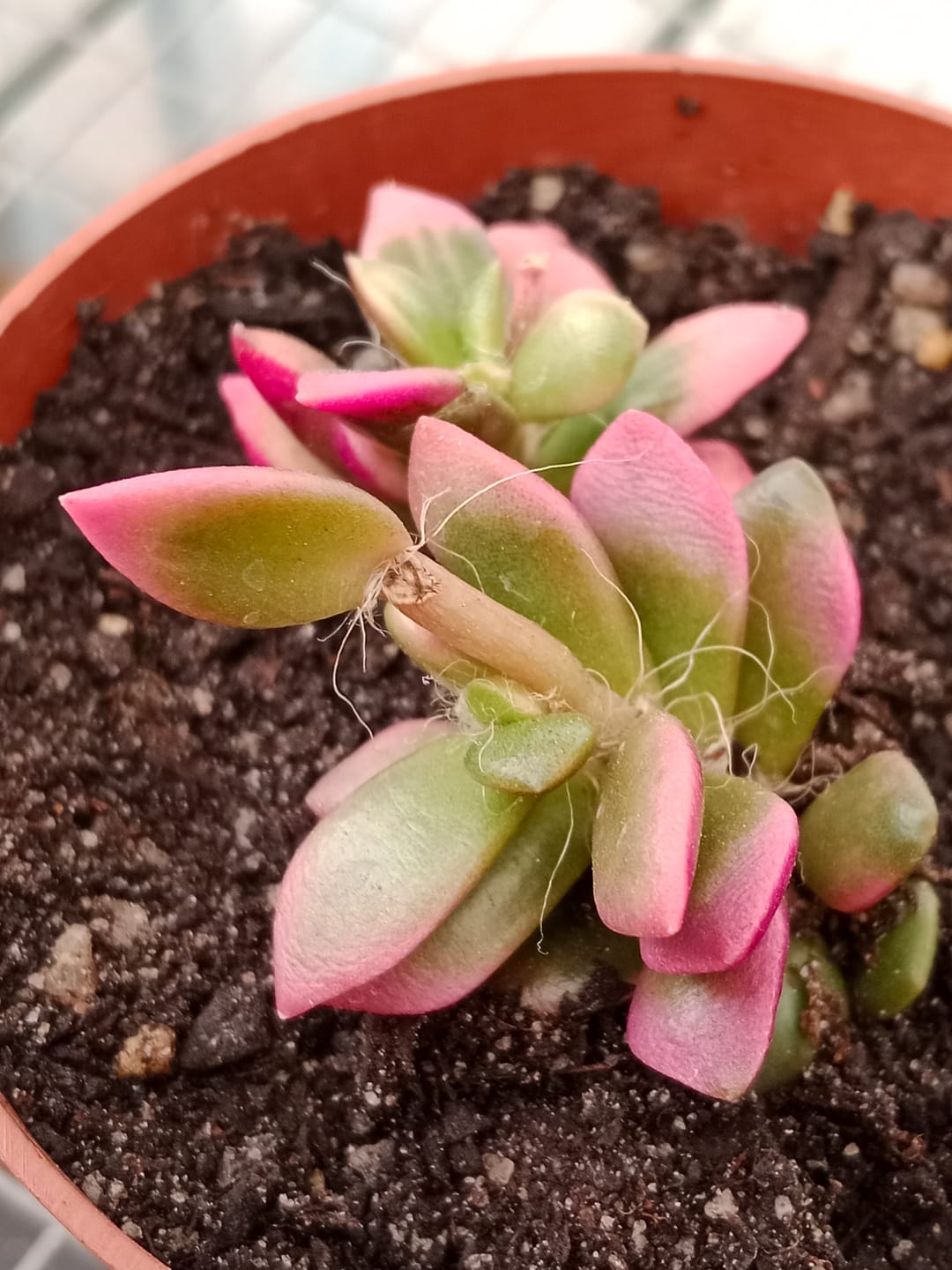 Customer photo review of Anacampseros telephiastrum variegata 'Sunrise'